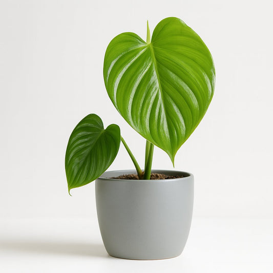 Philodendron Pittieri - 30cm