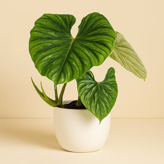 Philodendron Plowmanii - 50cm