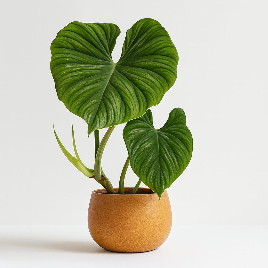 Philodendron Plowmanii - 50cm in einem modernen Studio mit modernem Topf