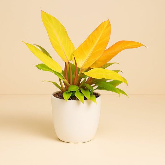 Philodendron Prince Of Orange - 35cm