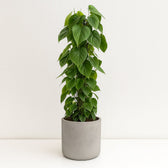 Philodendron Scandens 120cm im 24cm Topf