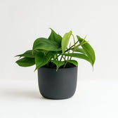 Philodendron Scandens 20cm im 12cm Topf