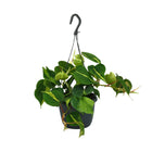 Philodendron Scandens Brasil 35cm im 15cm Topf
