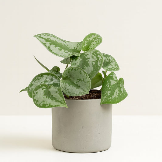Philodendron Scandens Pictus Trebie - 22cm
