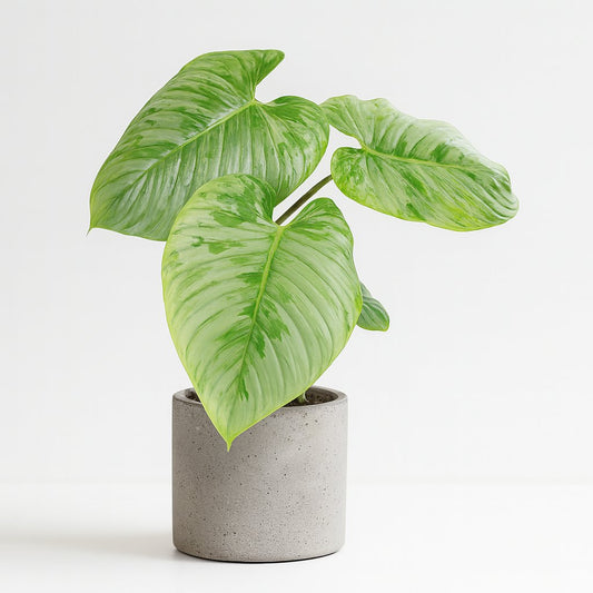 Philodendron Sodiroi - 45cm