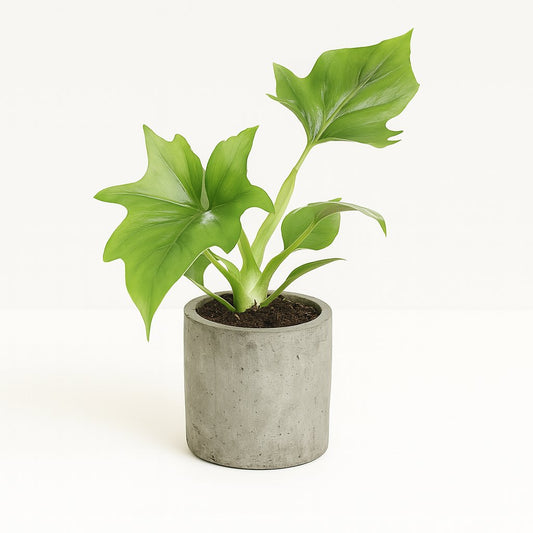Philodendron Warszewiczii - 30cm