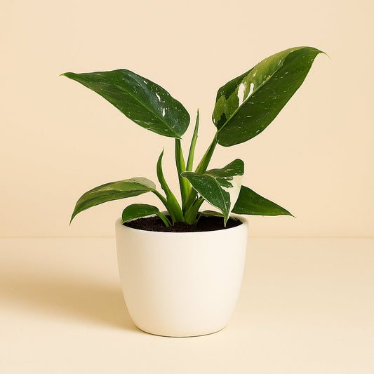 Philodendron White Princess - 25cm