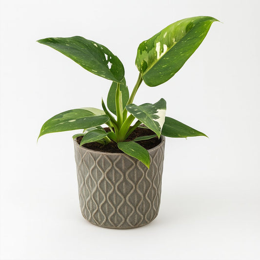 Philodendron White Princess - 25cm