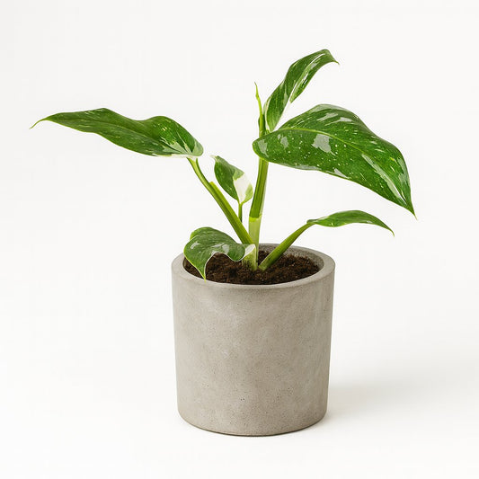 Philodendron White Princess B Grade - 30cm