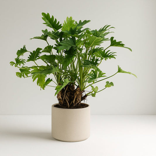 Philodendron Xanadu - 50cm
