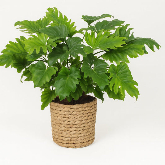 Philodendron Xanadu - 60cm