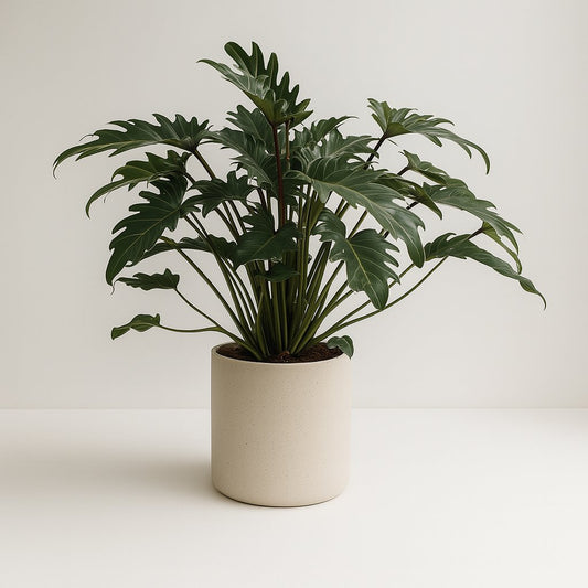 Philodendron Xanadu - 65cm