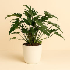 Philodendron Xanadu - 65cm