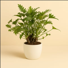 Philodendron Xanadu - 50cm