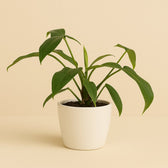 Philodendron 69686 "Bette Waterbury" 50cm im 15cm Topf