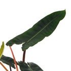 Philodendron Billietiae - 25cm