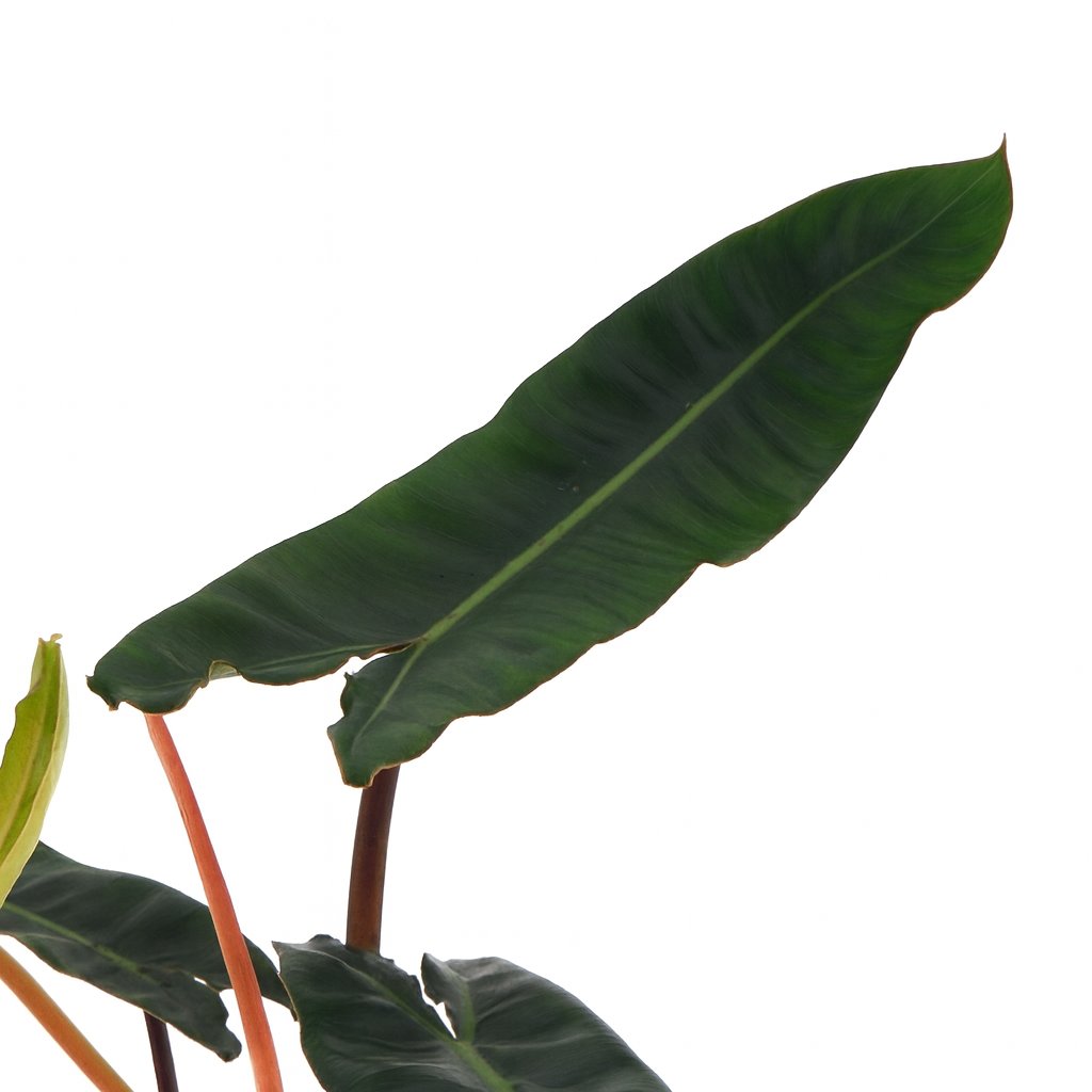 Philodendron Billietiae 25cm Nahaufnahme