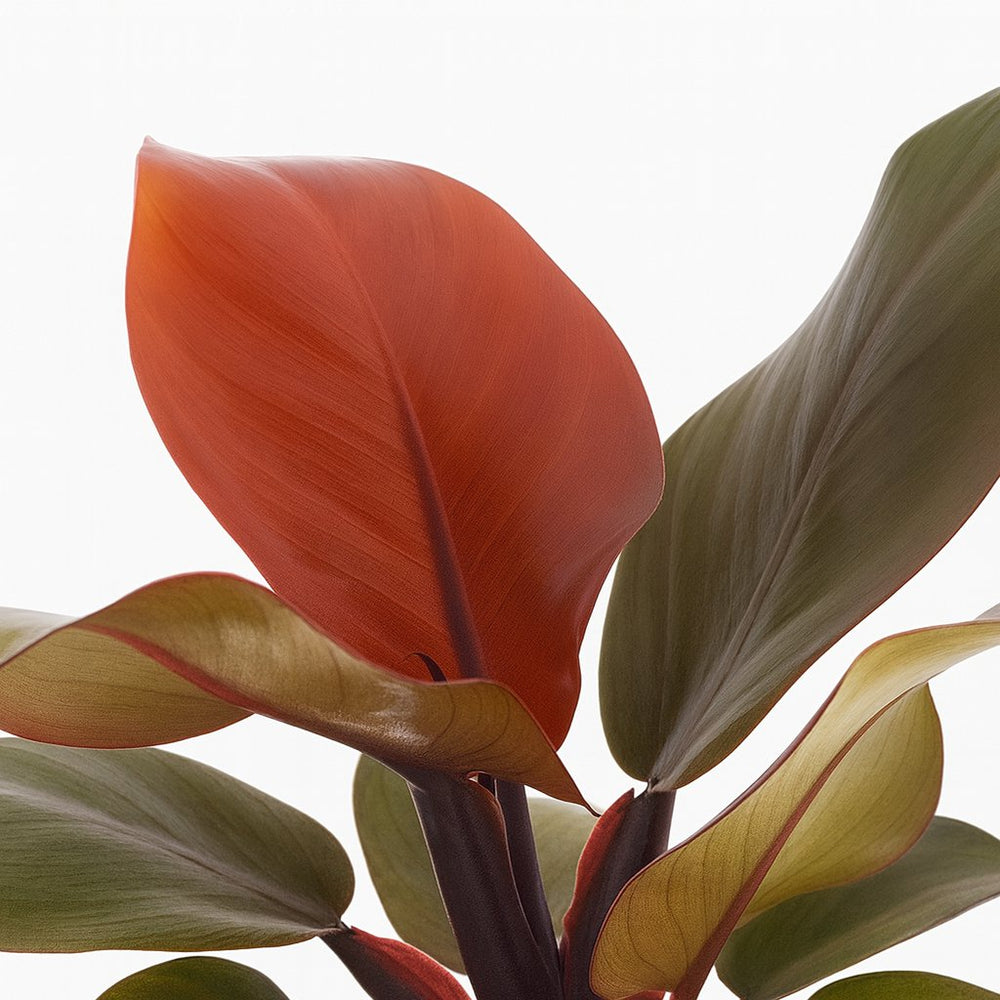 Philodendron Imperial Red | Groe Bltter & Robust  Florage.de