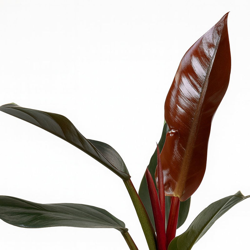 Philodendron Imperial Red Feel Green - 35cm Detail