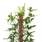Philodendron Pedatum 120cm Nahaufnahme