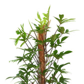 Philodendron Pedatum 120cm Nahaufnahme