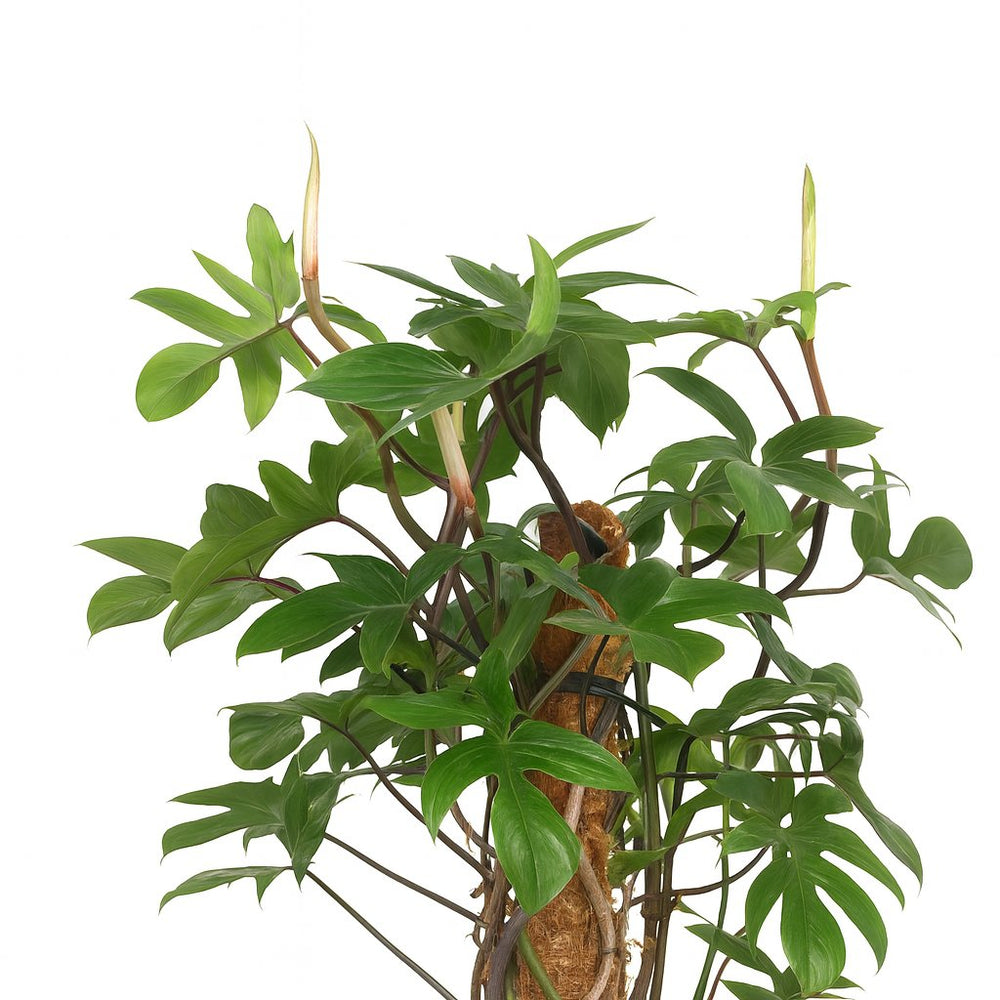 Philodendron Pedatum 130cm Nahaufnahme