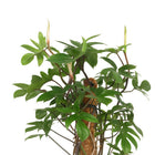 Philodendron Pedatum 130cm Nahaufnahme