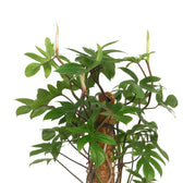 Philodendron Pedatum 130cm Nahaufnahme