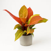 Philodendron Prince of Orange 60cm im 19cm Topf