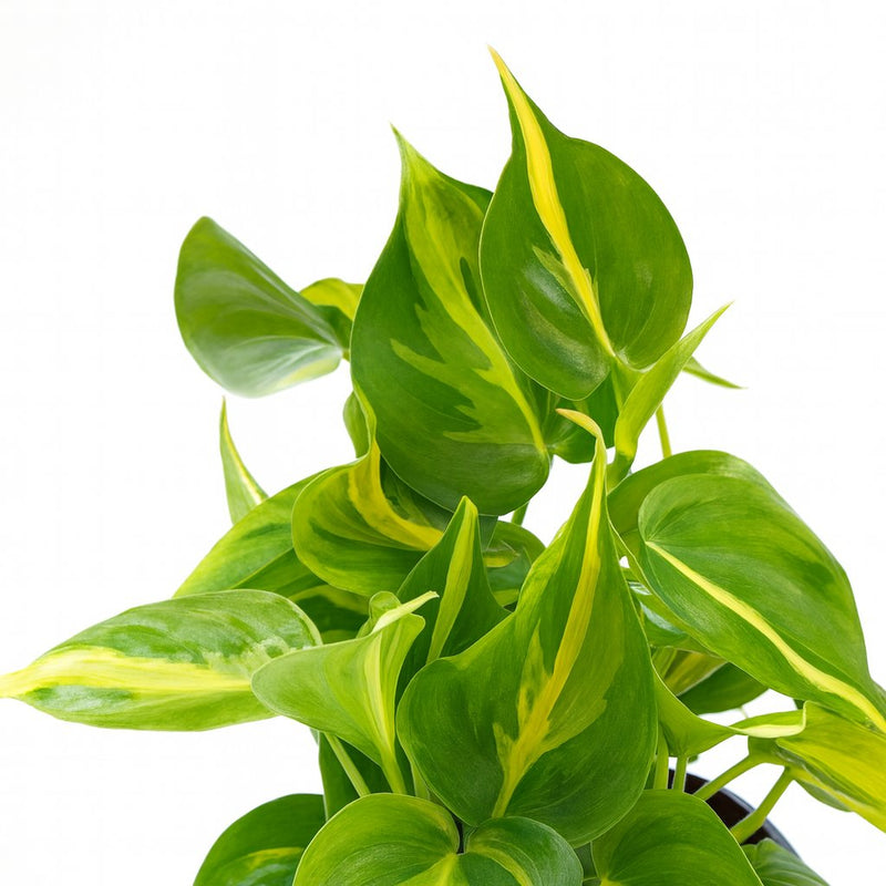 Philodendron Scandens Brasil Detail