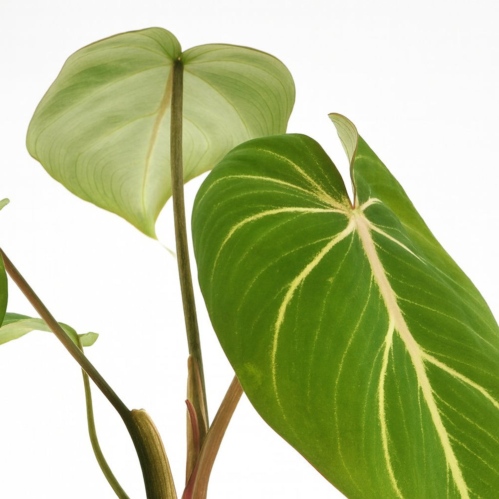 Philodendron Selloum Atom 25cm im 12cm Topf Nahaufnahme