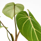 Philodendron Selloum Atom 25cm im 12cm Topf Nahaufnahme