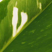 Philodendron White Princess 25cm sehr nah