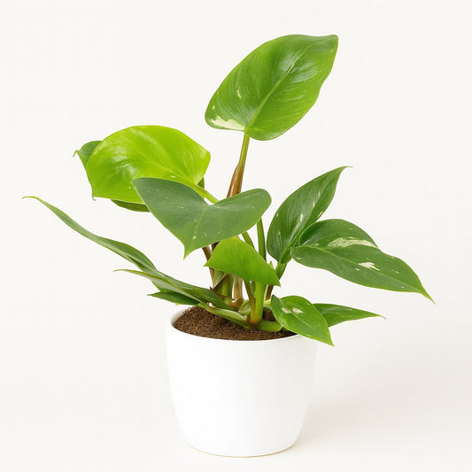 Philodendron White Princess - 35cm