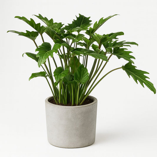 Philodendron Xanadu - 60cm
