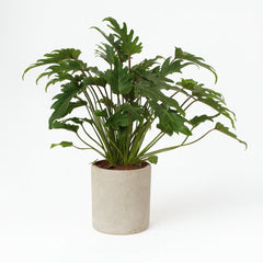 Philodendron Xanadu - 65cm