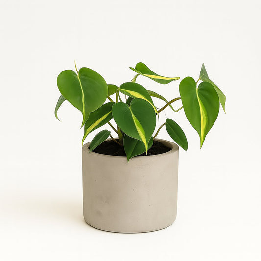 Philondendron Brasil Scandens - 20cm