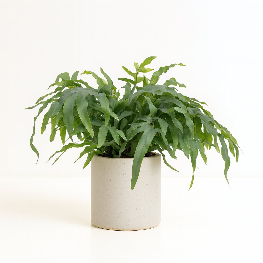 Phlebodium Aureum Blue Star - 50cm in einem modernen Studio mit modernem Topf