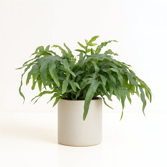Phlebodium Aureum Blue Star - 50cm