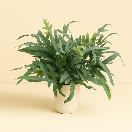 Phlebodium Aureum Blue Star - 50cm