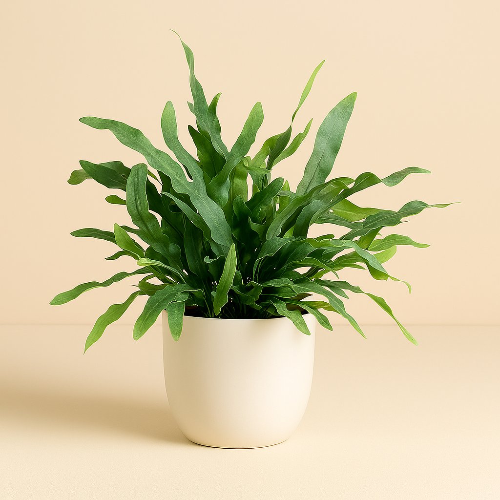 Phlebodium Blue Fern - 40cm