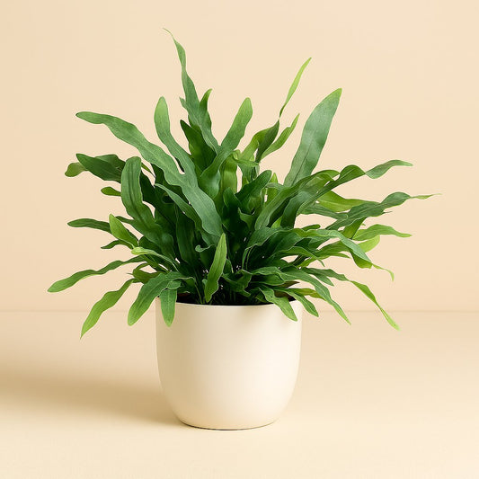 Phlebodium Blue Fern - 40cm