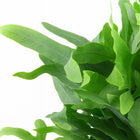 Phlebodium Blue Fern 40cm im 14cm Topf Nahaufnahme