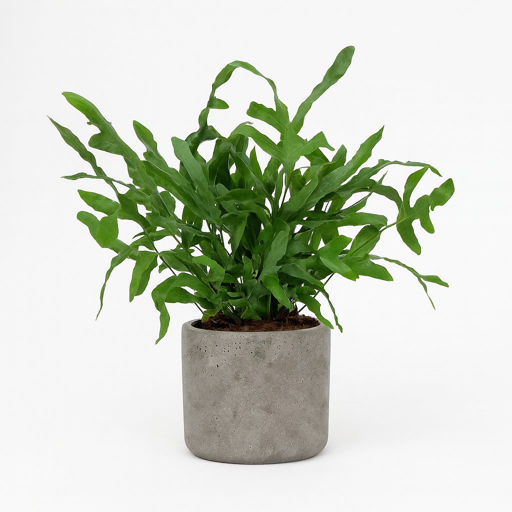 Phlebodium Blue Star - 35cm in einem modernen Studio mit modernem Topf