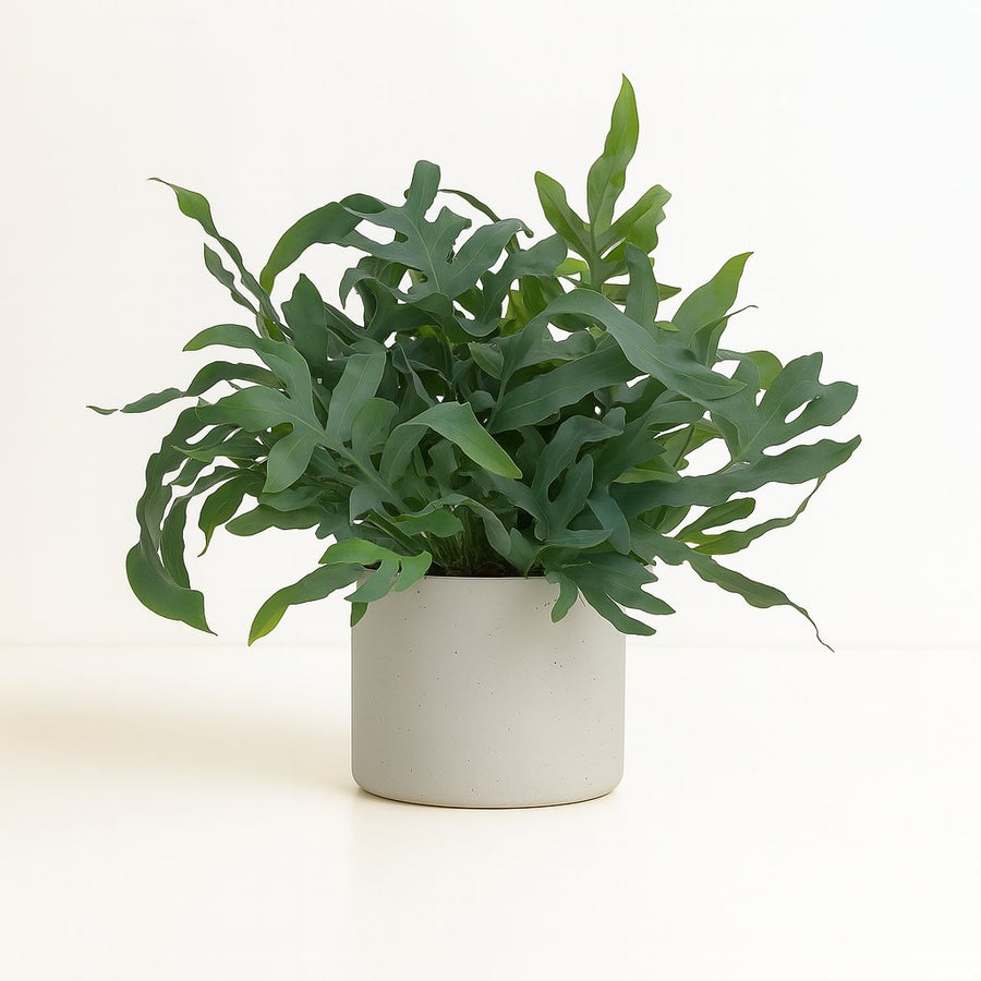 Phlebodium Blue Star - 60cm in einem modernen Studio mit modernem Topf