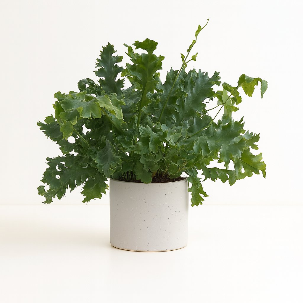 Phlebodium Davana - 35cm in einem modernen Studio mit modernem Topf