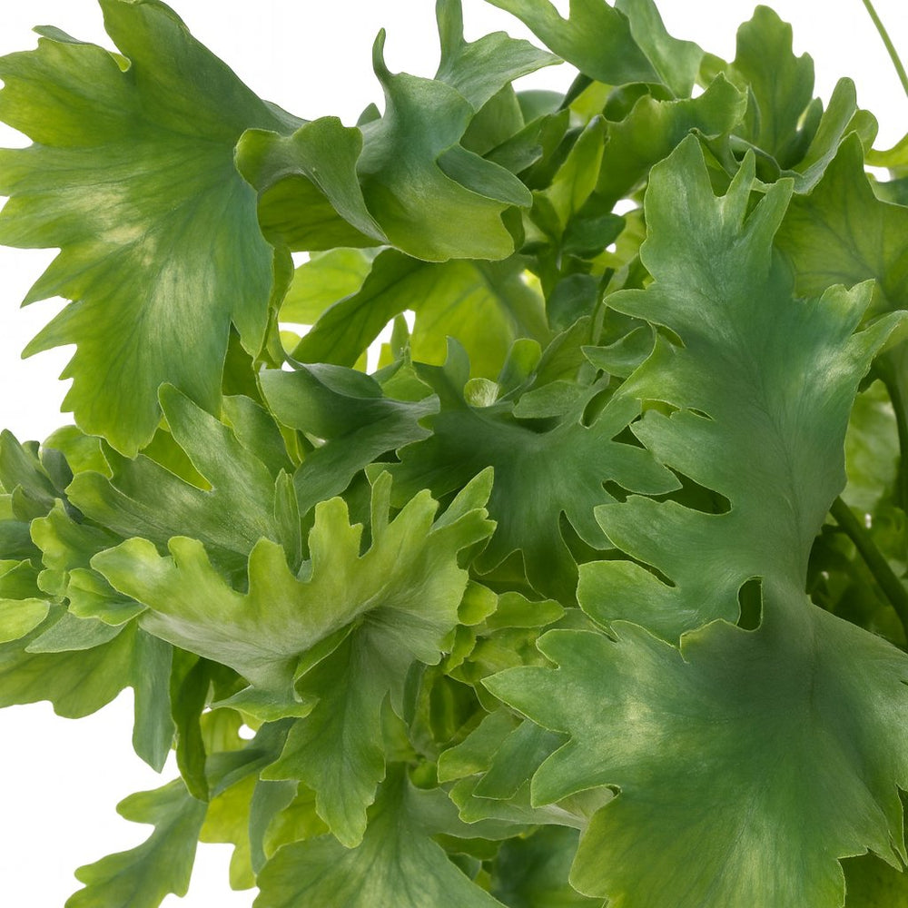 Phlebodium Davana 35cm im 12cm Topf Nahaufnahme