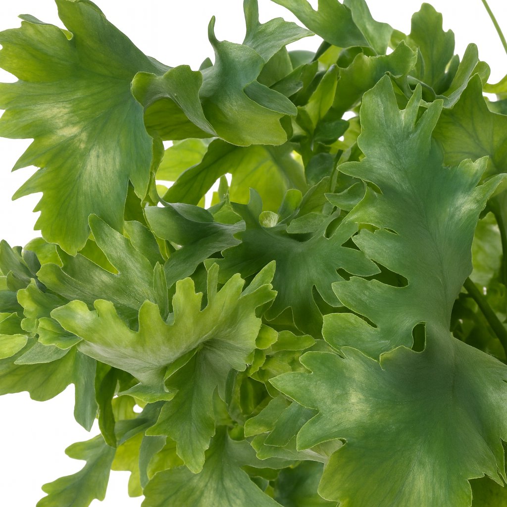 Phlebodium Davana 35cm im 12cm Topf Nahaufnahme