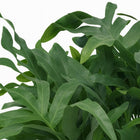 Phlebodium Blue Star - 60cm