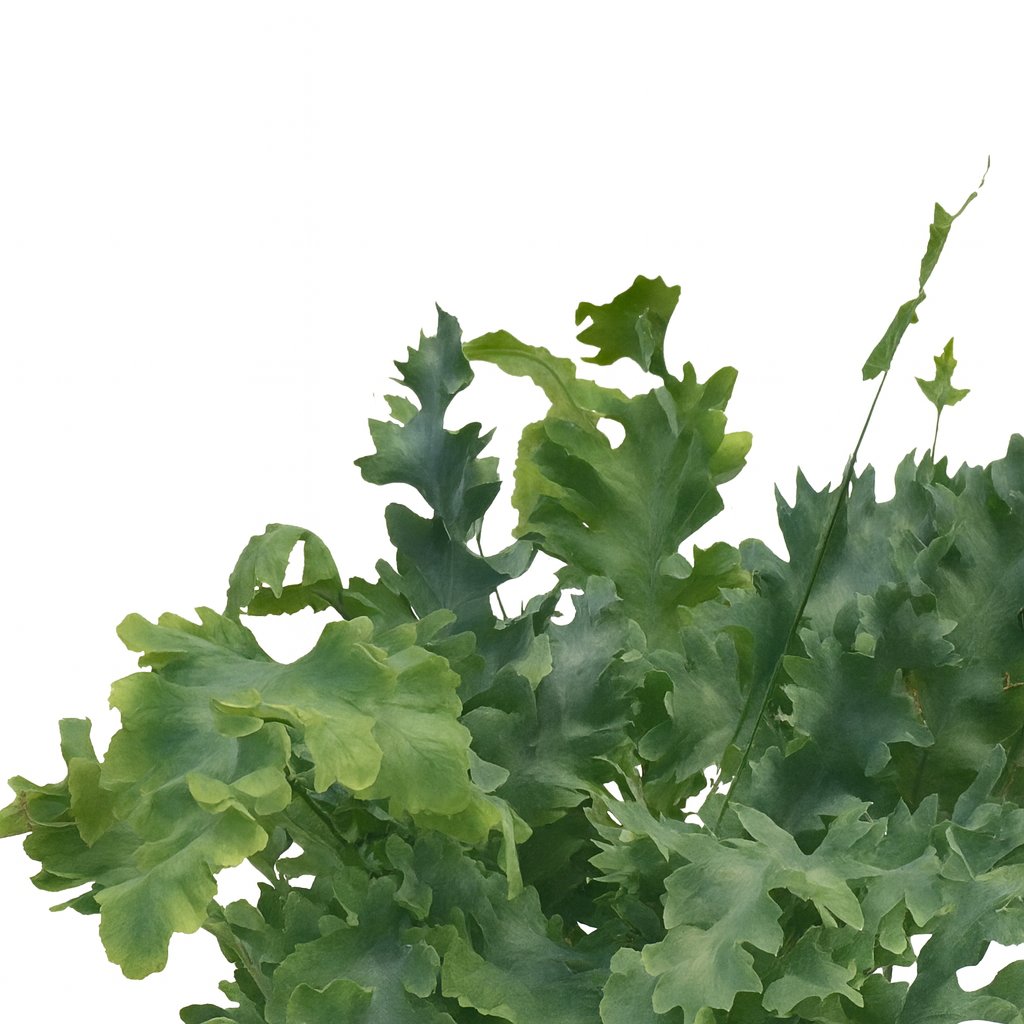 Phlebodium Davana - 35cm